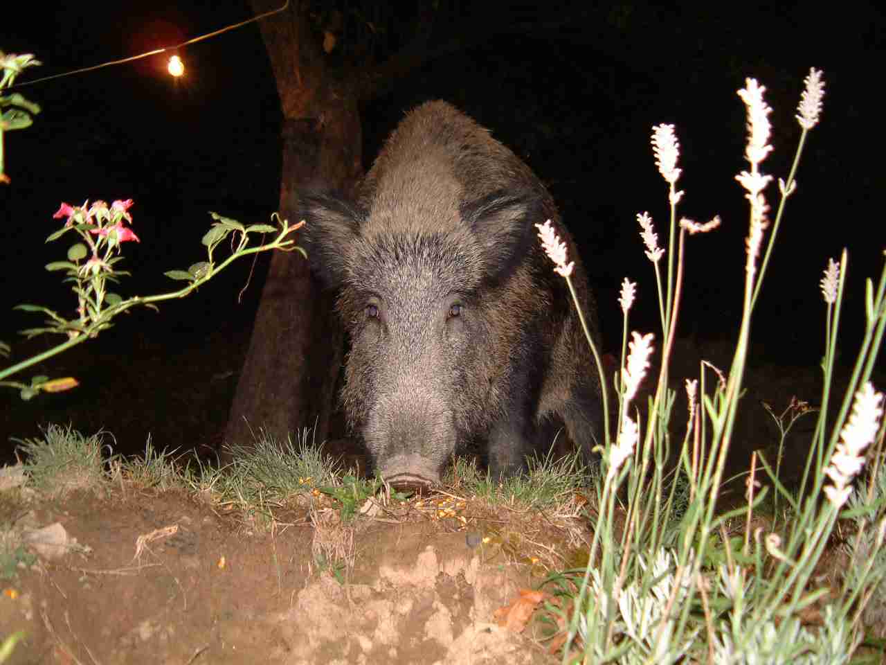  Image name: DSCF0024.JPG 
 width: 1280 pixel 
 height: 960 pixel 
 Size: 72257 bytes 
 Click to enlarge 